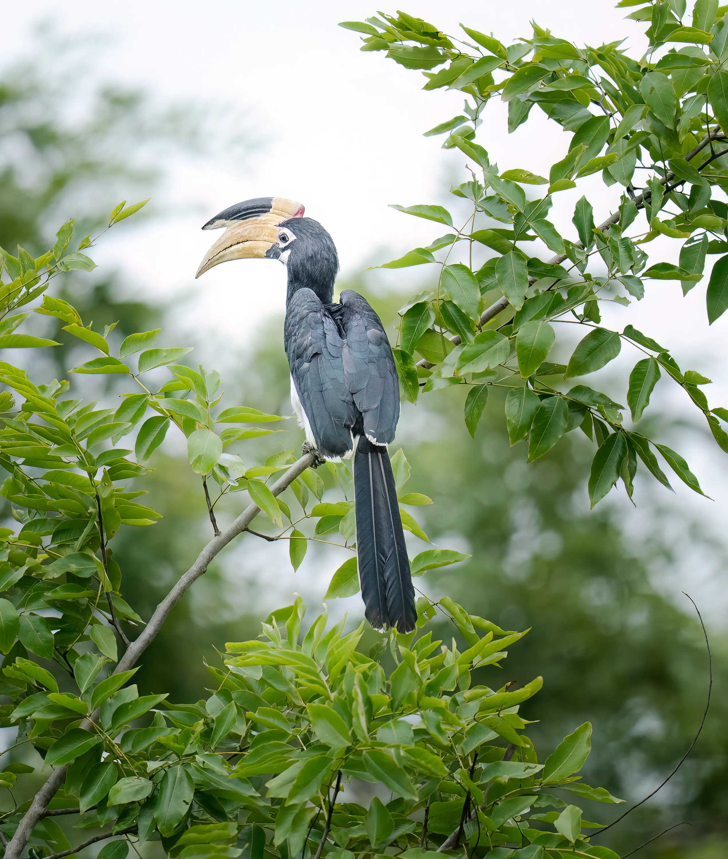 Sri Lanka Leopard Intensive gallery image 12